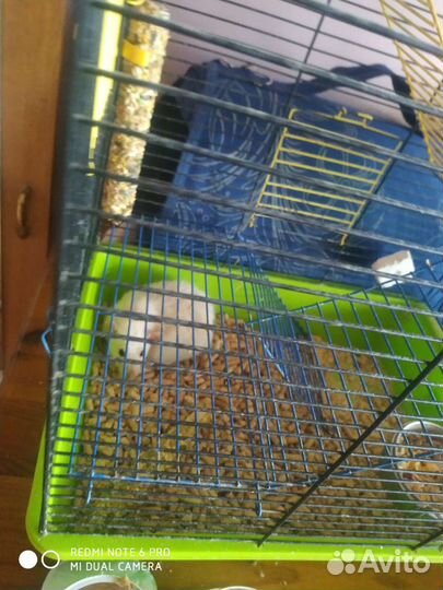 Передержка Животных