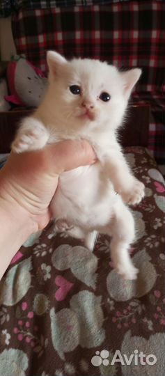 Кошка в дар