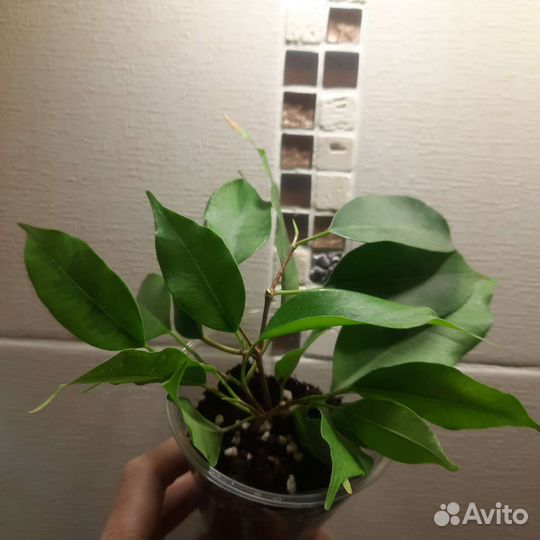 Фикус Реджинальд