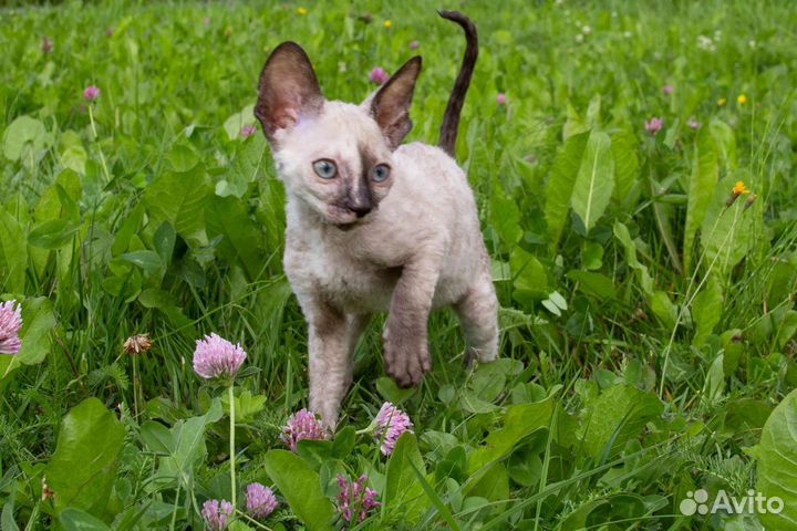 Котята корниш-рекс