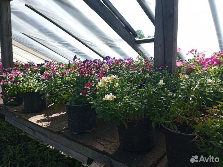 Рассада.Цветы.Деревья.Кустарники