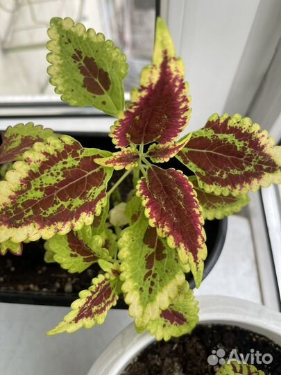 Колеусы отростки скорешками