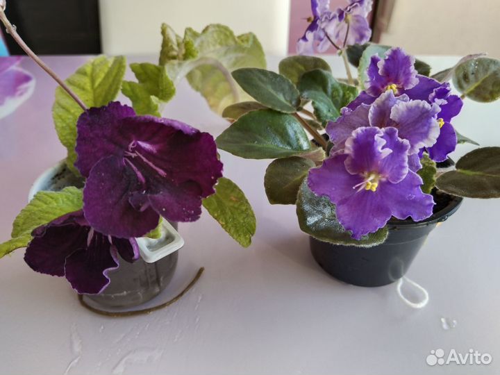 Фиалка и стрептокарпус