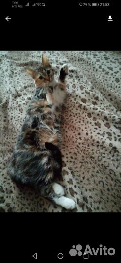 Кошечка бесплатно