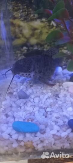 Продам аквариум с рыбками