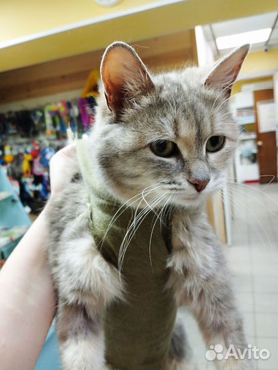 Кошка Матрешка