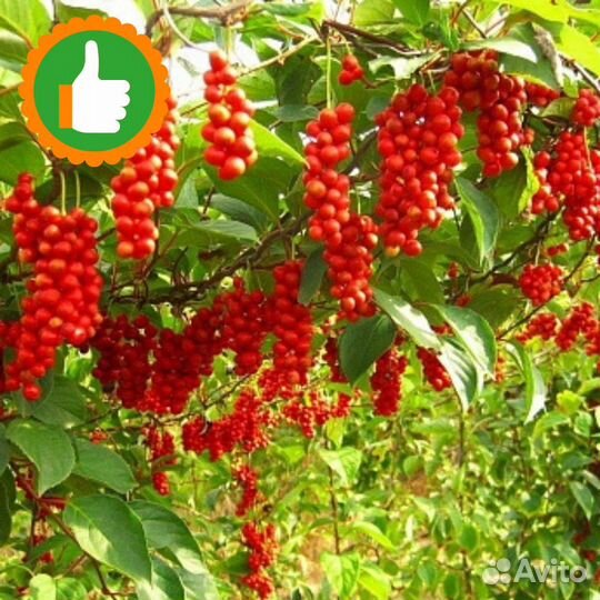 Саженцы лимонник китайский Горный