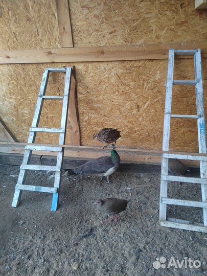 Фазаны павлины