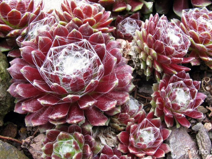 Молодило кровельное красное