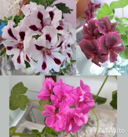 Герань королевская и ампельная
