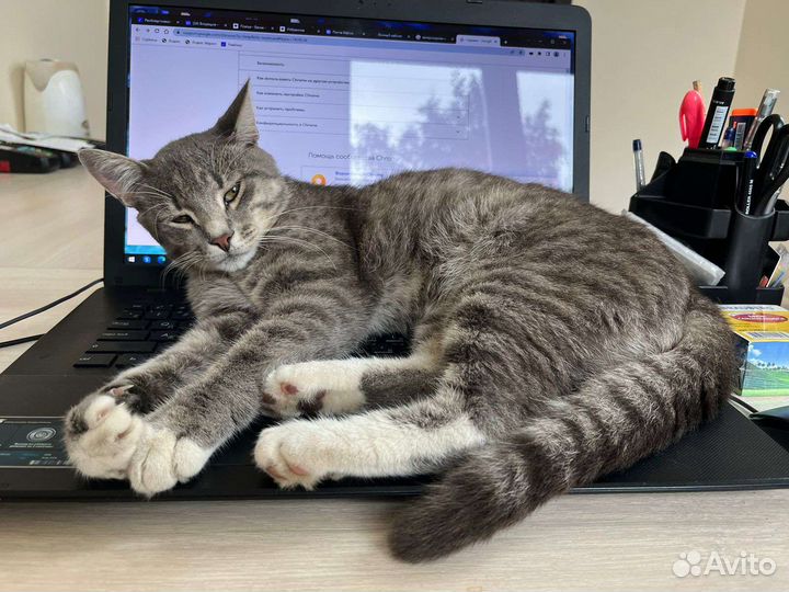 Котик ищет дом