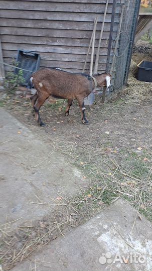 Нубийский козел