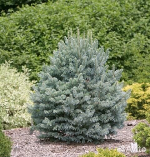 Abies lasiocarpa Compacta 40-50см