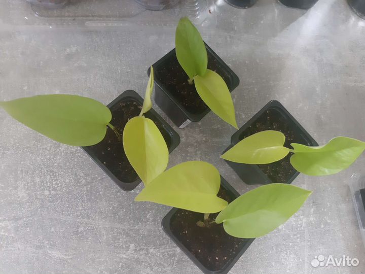 Сциндапсус неон