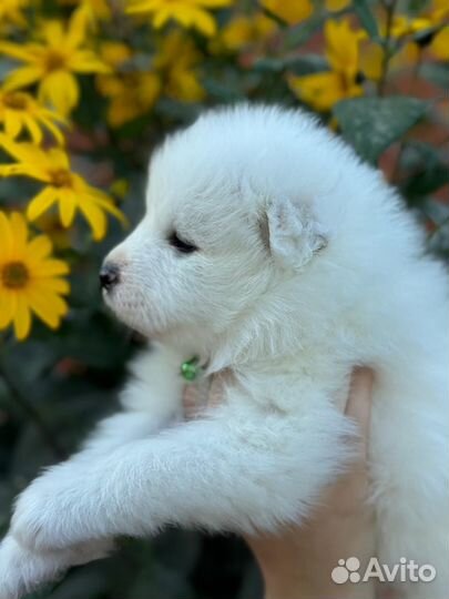 Щенки самоеды