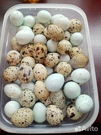 Инкубационное Яйцо перепелов и кур и Гусыное