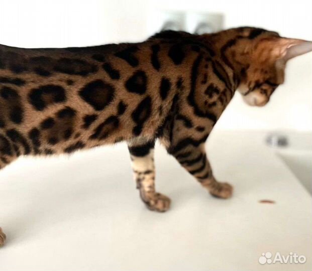 Бенгальский котенок мечта подарок на 1 сентября