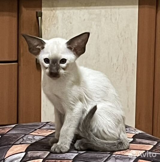 Ориентальные котята