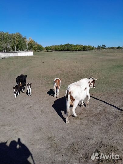 Корова первотелка