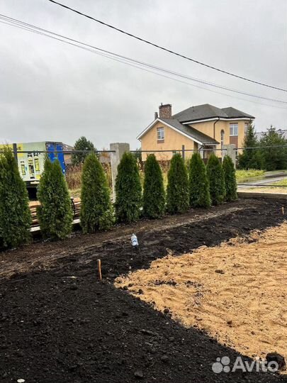 Туя с гарантией приживаемости