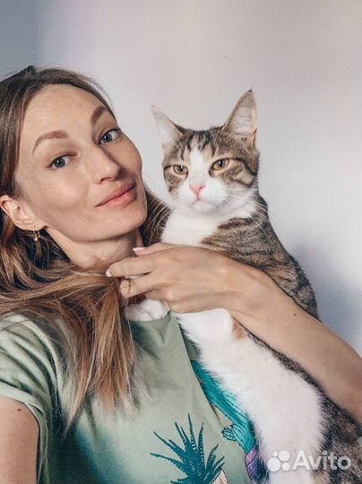 Передержка кошек на время отпуска