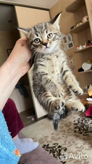 Котенок в добрые руки
