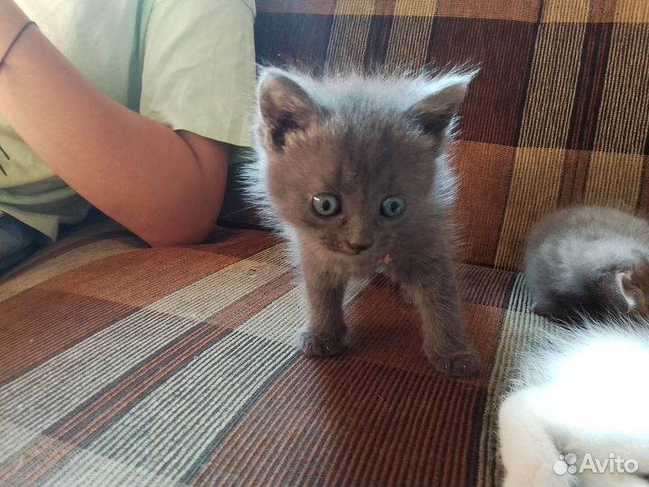 Кошка в дар