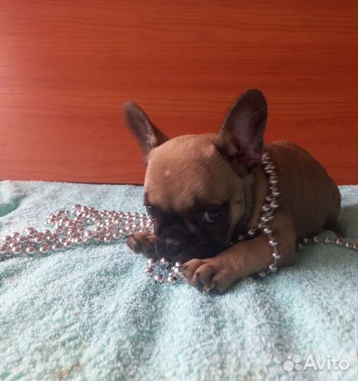 Французский бульдог щенки