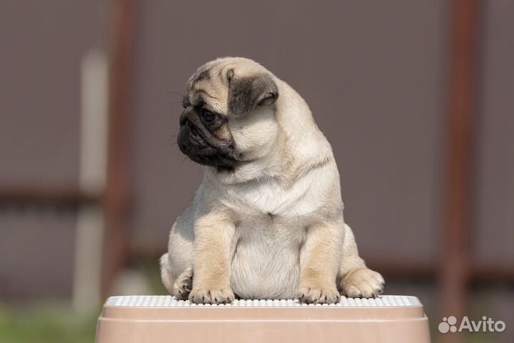 Щенки мопса