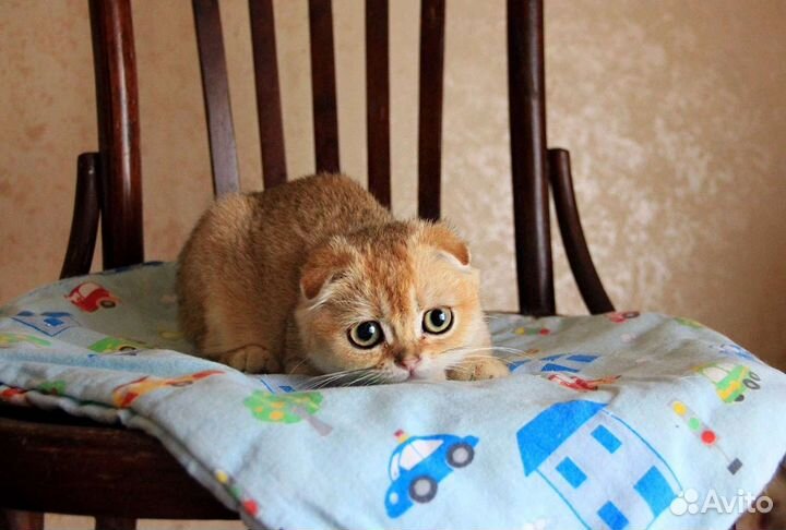 Йогурт - золотой фолдик