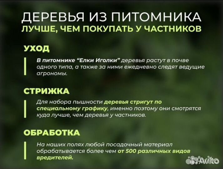 Туя смарагд 2,5 м