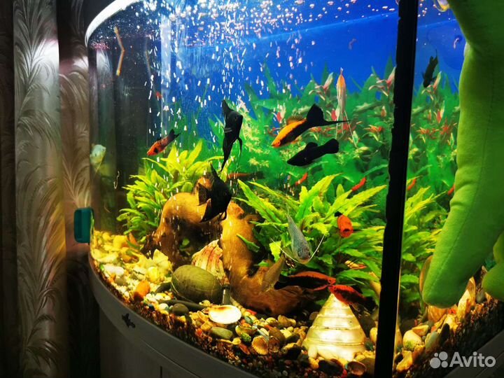 Аквариум 100л с тумбой полный комплект +рыбки