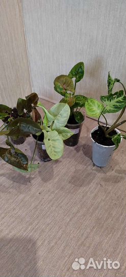 Экзотические цветы для дома