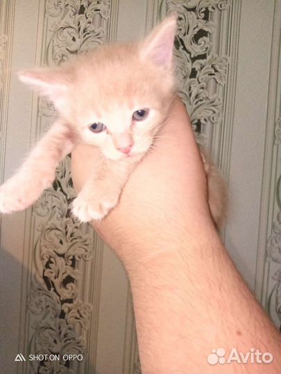 Котятки в добрые руки