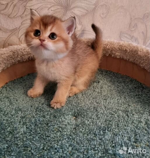 Британские золотые котята