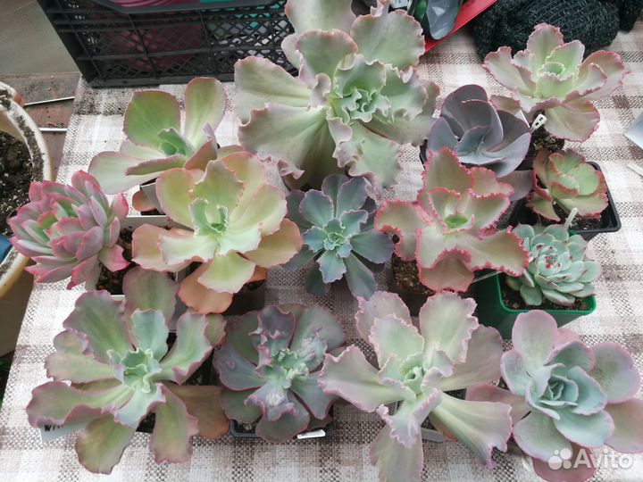 Echeveria 4 (эчеверия, эхеверия)