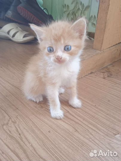 Котята в добрые руки бесплатно