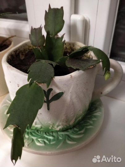 Горшки для цветов