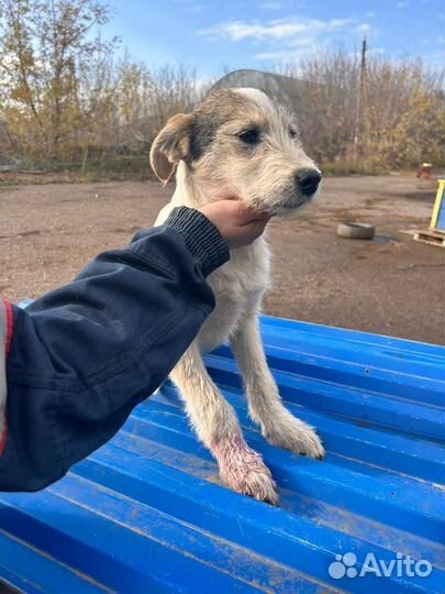 Щенок в добрые руки