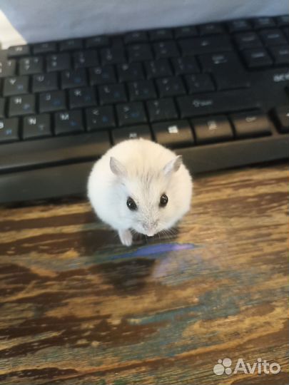 Продаётся жемчужный джунгарский хомяк (мальчик)