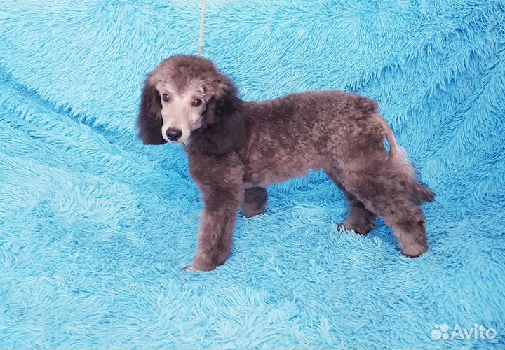 Мальчик серебро