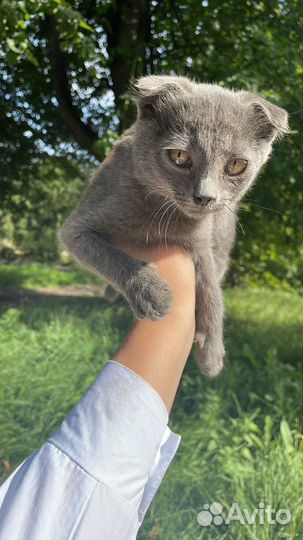 Кошка в дар