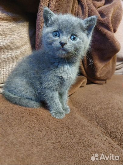 Отдам котят в добрые и надежные руки