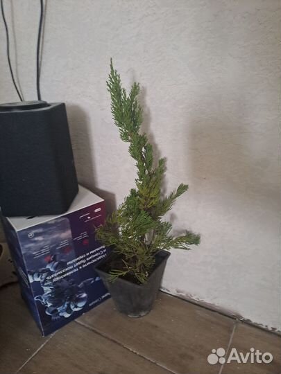 Можжевельник кайзука