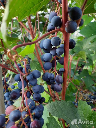 Саженцы винограда