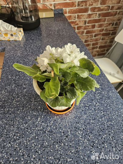 Фиалка белая