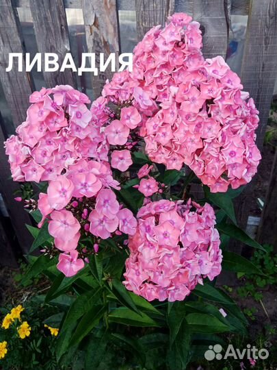 Флоксы сорта