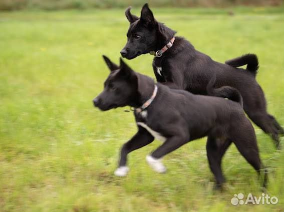 Щенки басенджи