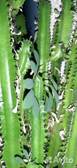 Молочай трехгранный