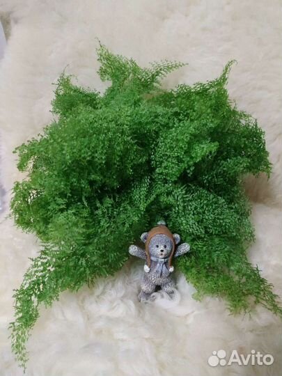 Папоротники 15 сортов